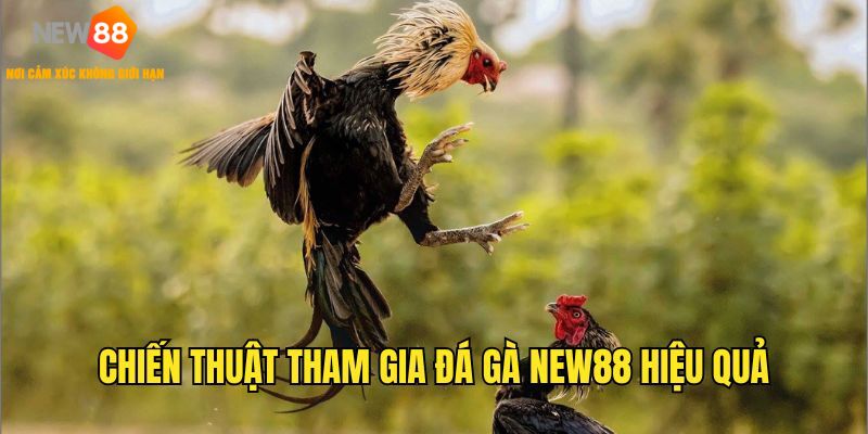 Mẹo tham gia chọi kê NEW88 hiệu quả