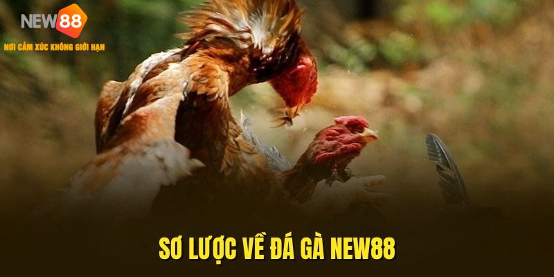Sơ lược thông tin về đá gà NEW88
