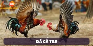 Đá Gà Tre – Nét Văn Hóa Độc Đáo Của Làng Chơi Gà Chiến