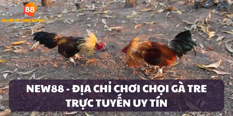 Trải nghiệm chọi gà tre trực tiếp tại hệ thống NEW88