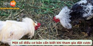 Đá Gà Cựa Sắt – Môn Thể Thao Đầy Hấp Dẫn Và Nghệ Thuật